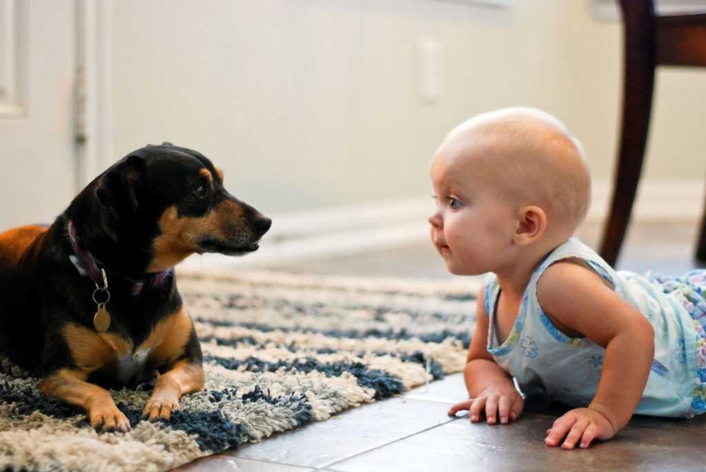 Новорожденный ребенок и животные в доме. новорожденный и домашние животные: полезные советы. как подготовить собаку к появлению новорожденного