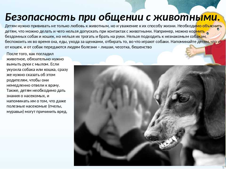 Занятие в младшей группе «безопасное общение с животными». воспитателям детских садов, школьным учителям и педагогам - маам.ру