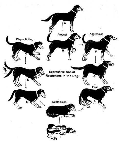 Собаки-няньки — миф или реальность - секреты домашнего груминга