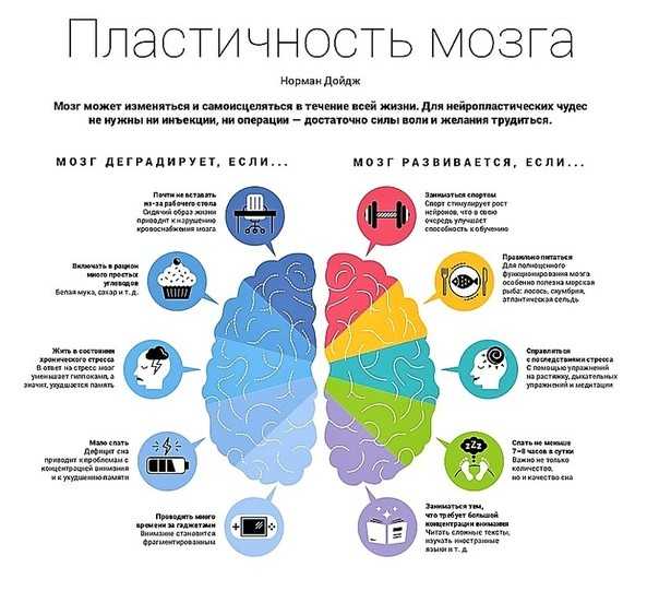 Пять этапов в жизни мозга