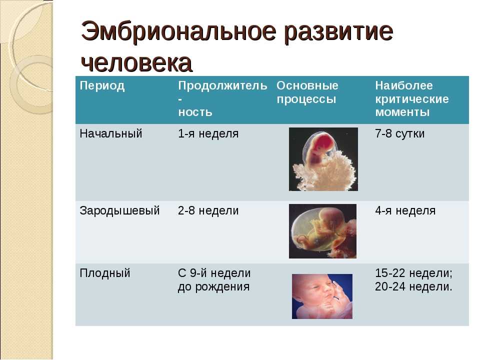 Некоторые этапы развития мозга с момента зачатия