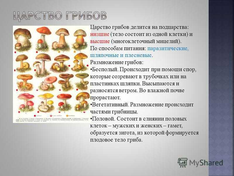 Чем опасны грибы для детей?.

		государственное учреждение образования "ясли-сад № 74 г. бобруйска"